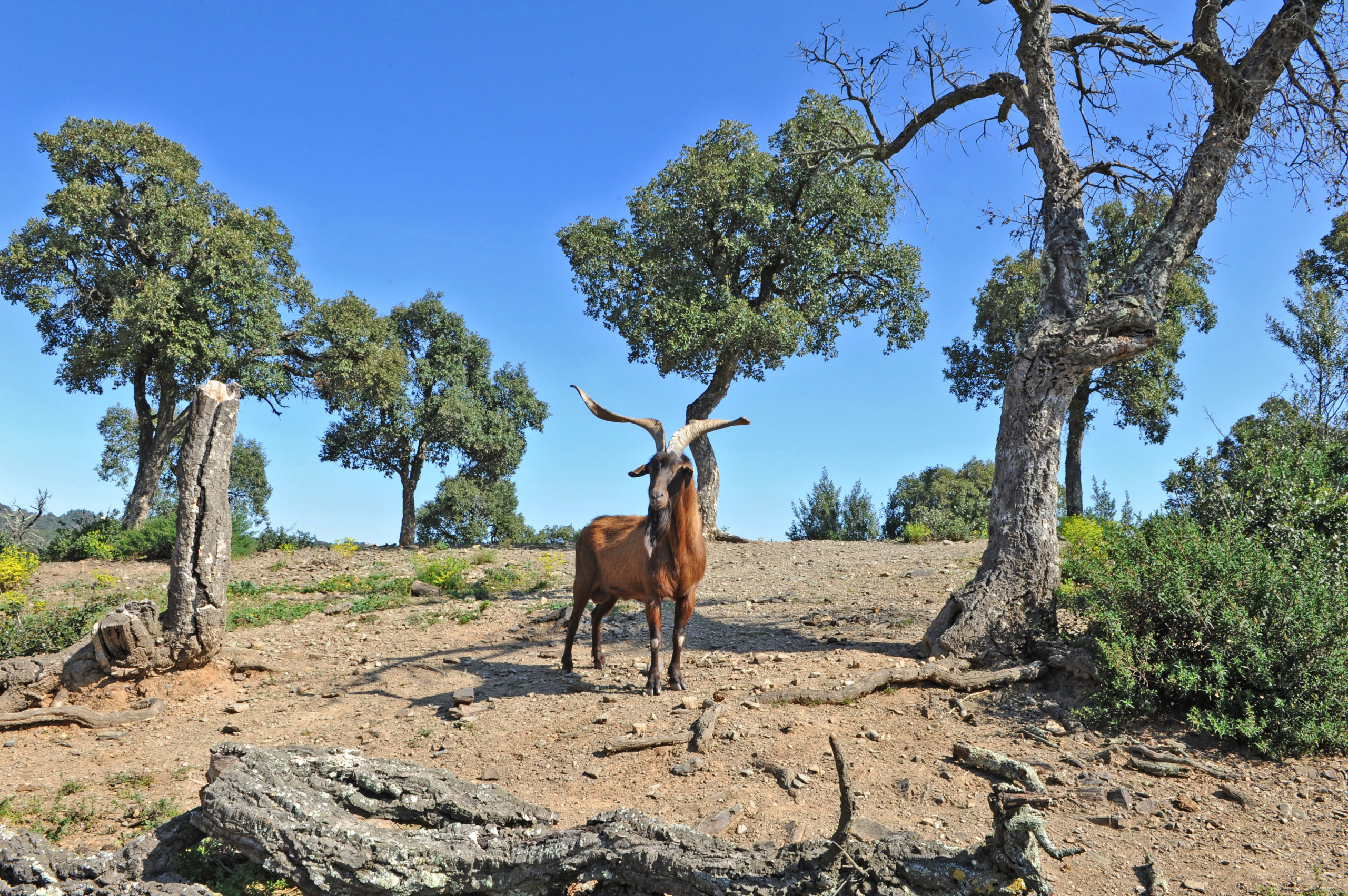 mas py animaux 016
