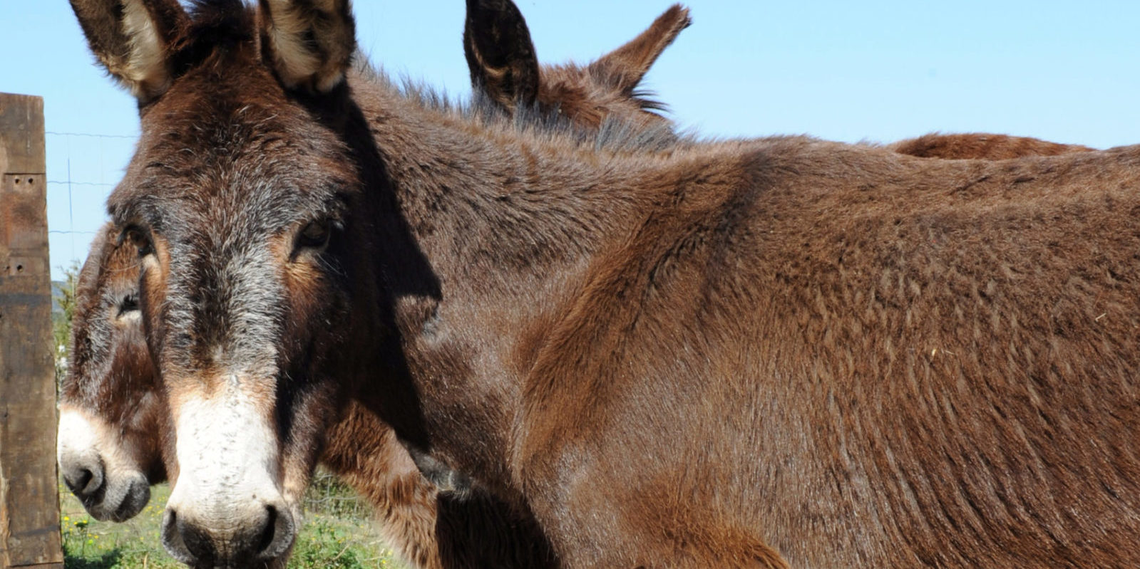 mas py animaux 038