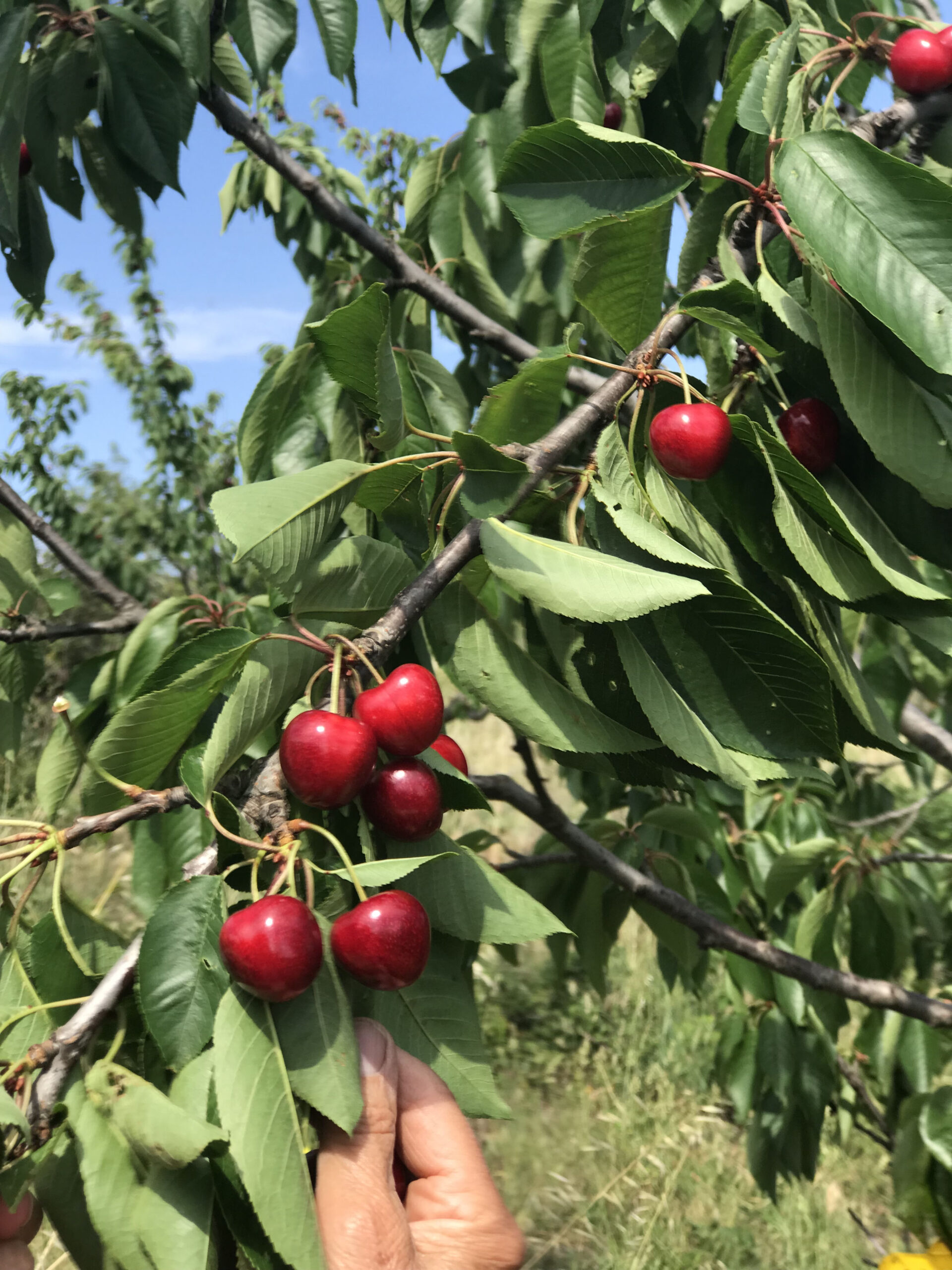 Cerises-Mas-Py-01